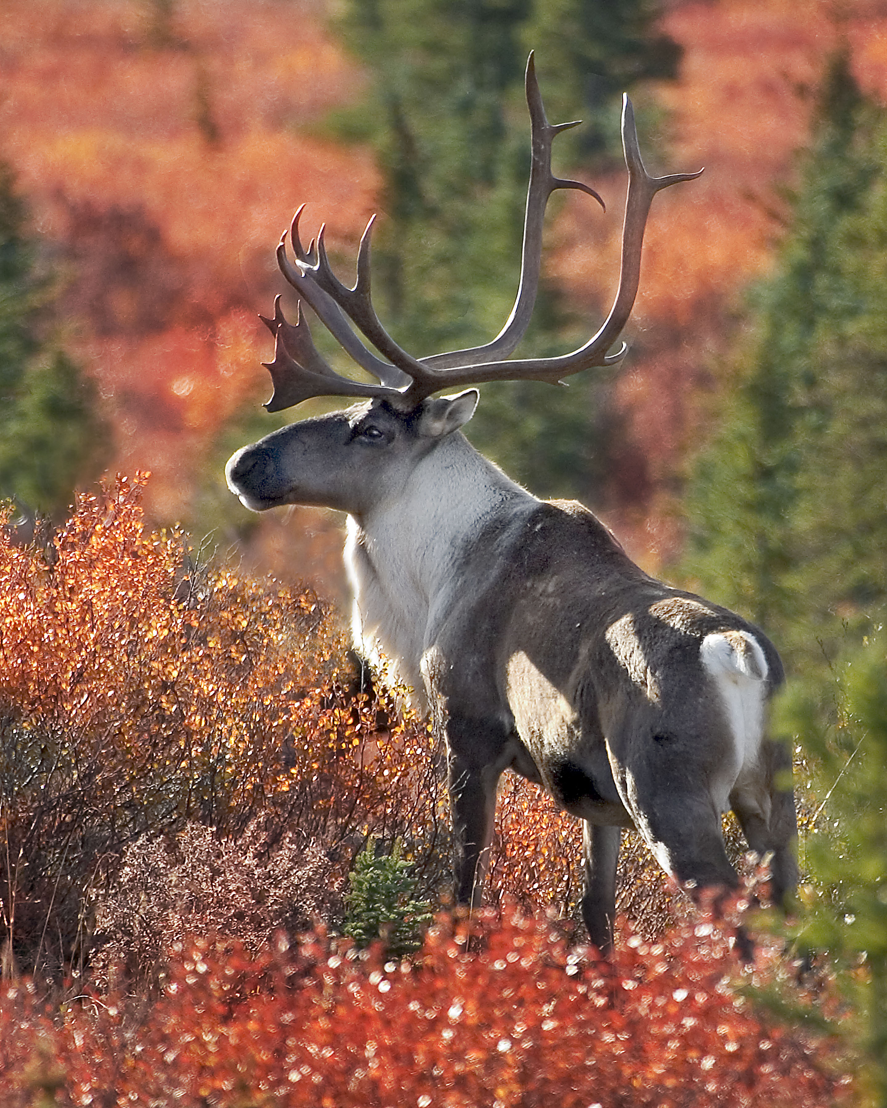 Caribou