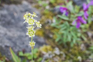 lclare_anwr_july2016-38