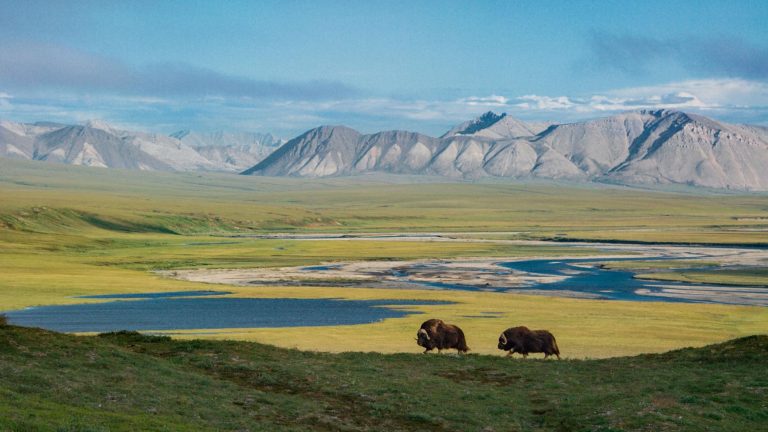 Arctic National Wildlife Refuge Update (2 7 19) – Friends Of Alaska 