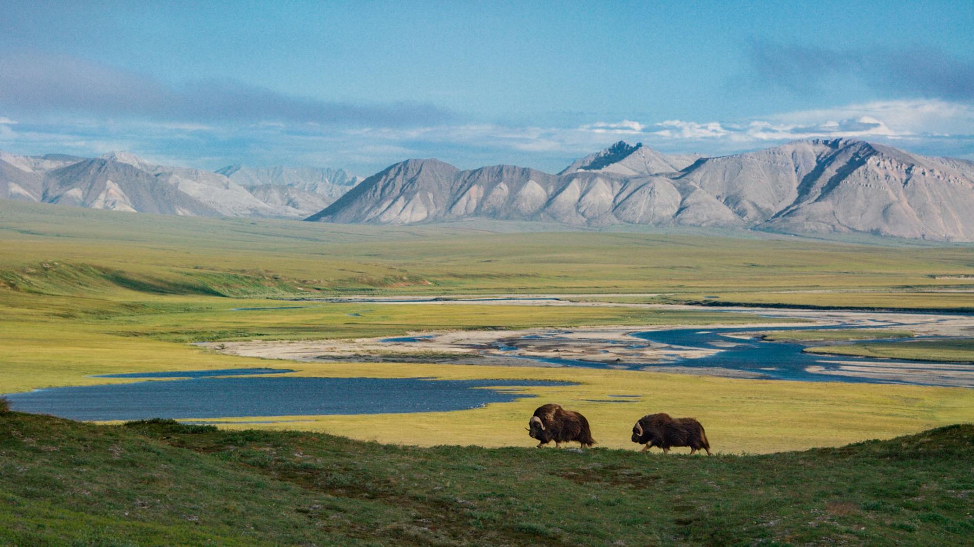 Arctic National Wildlife Refuge Update Friends Of Alaska National Wildlife Refuges