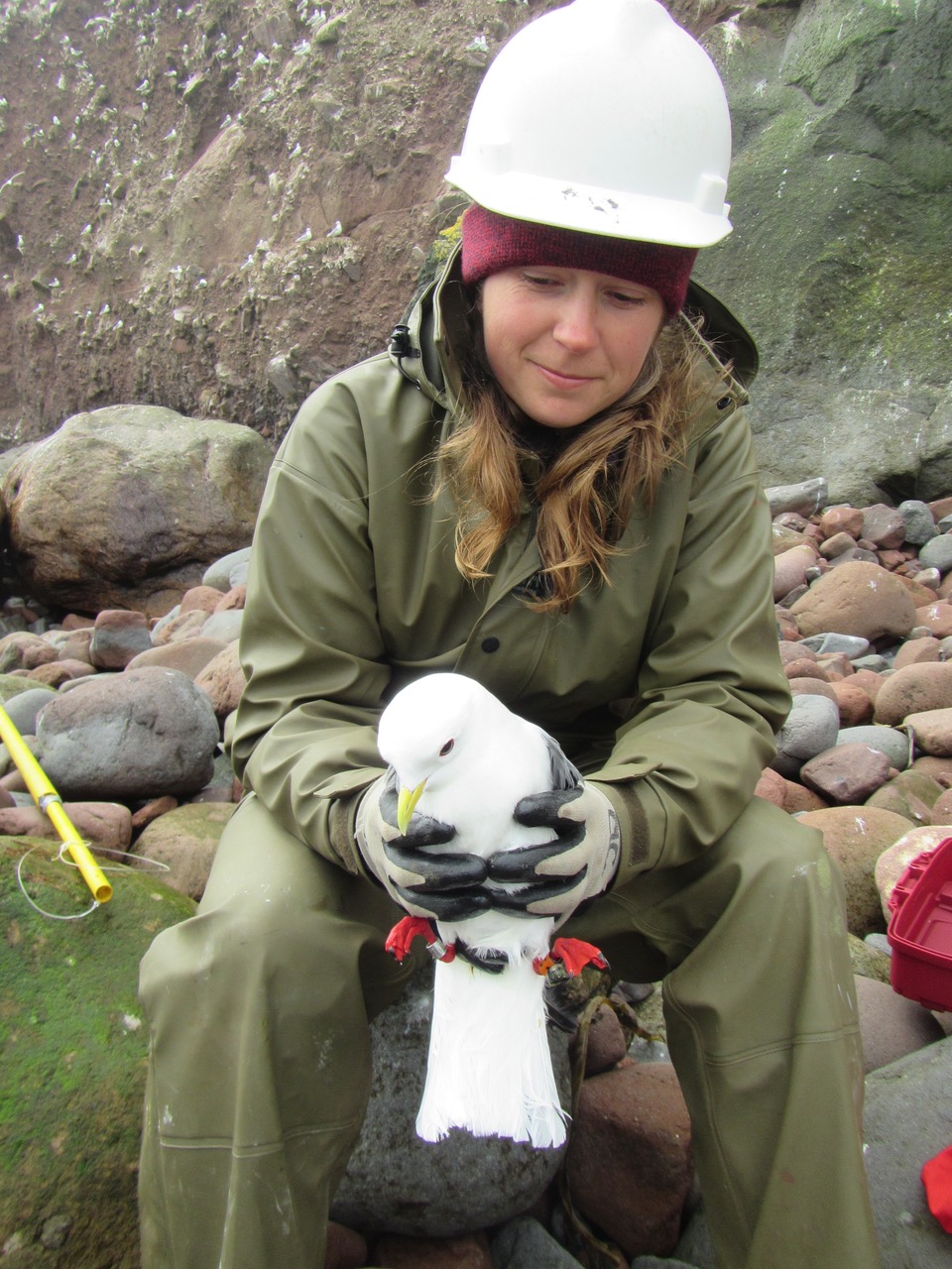 Tracking red-legged kittiwakes across the Bering Sea