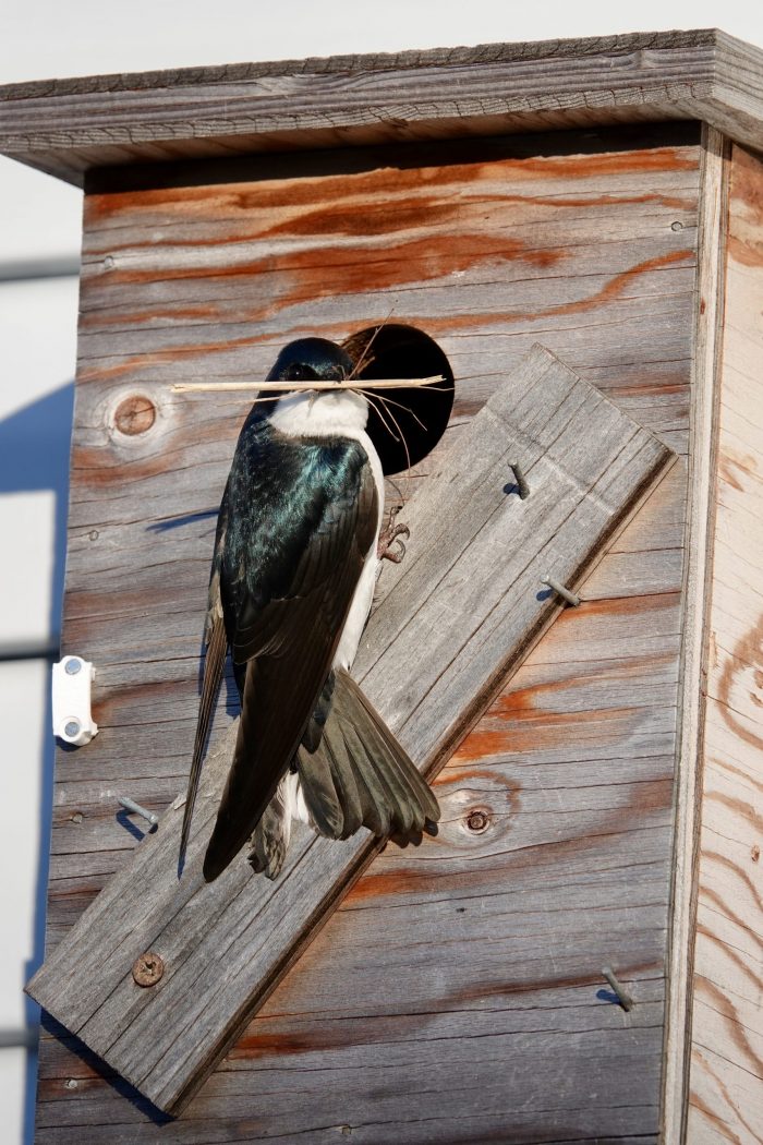 tree swallow nest