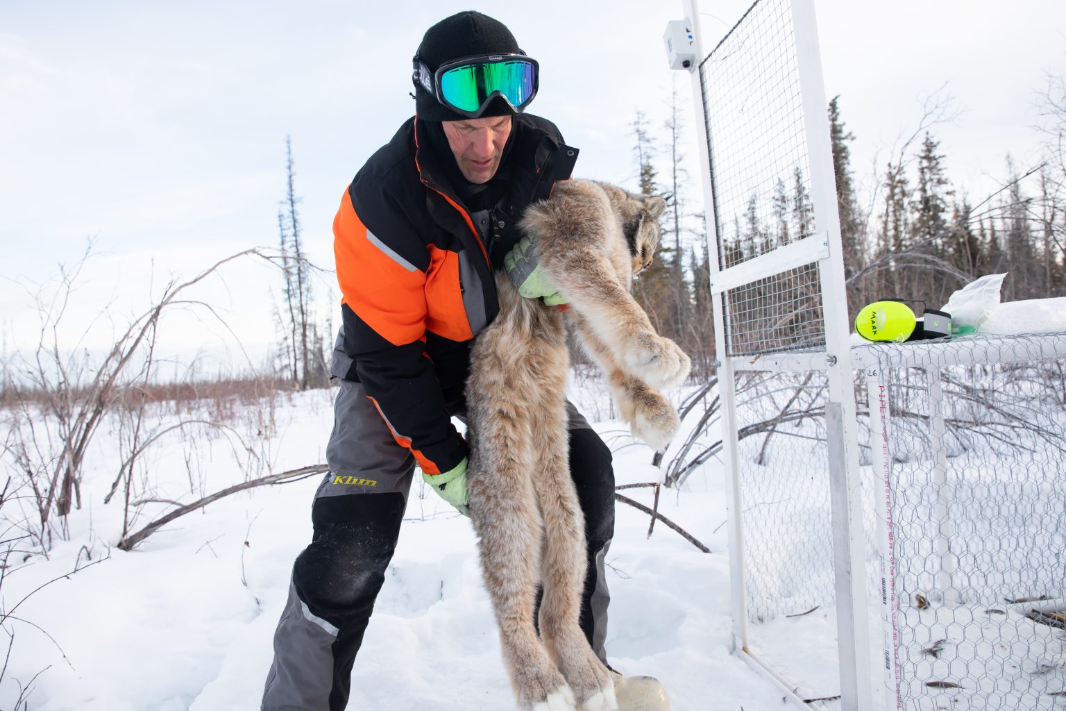 Tracking Lynx Across Alaska What have we learned? Friends of Alaska