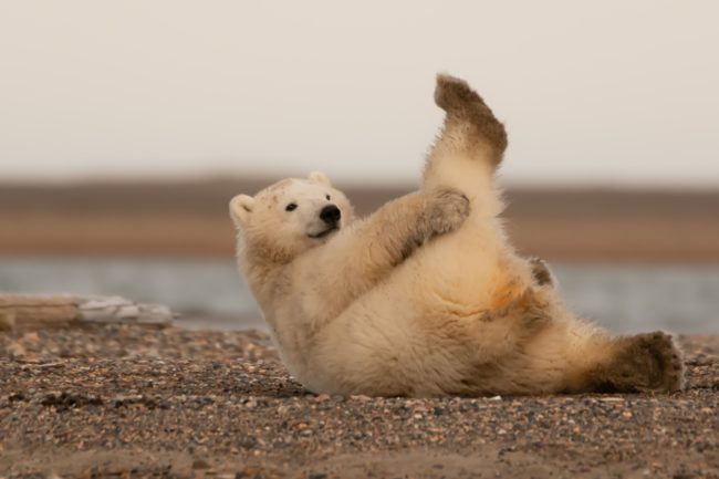 Polar Bear Cub on his back with one leg raised