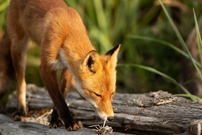 A red fox (Vulpes vulpes) prowls the edges of Izembek Lagoon.