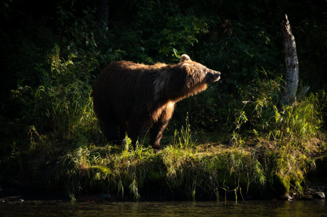 A female brown bear pauses on the bank of the Kenai River in Kenai National Wildlife Refuge.