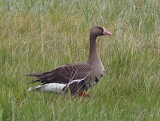 homelands – Friends of Alaska National Wildlife Refuges