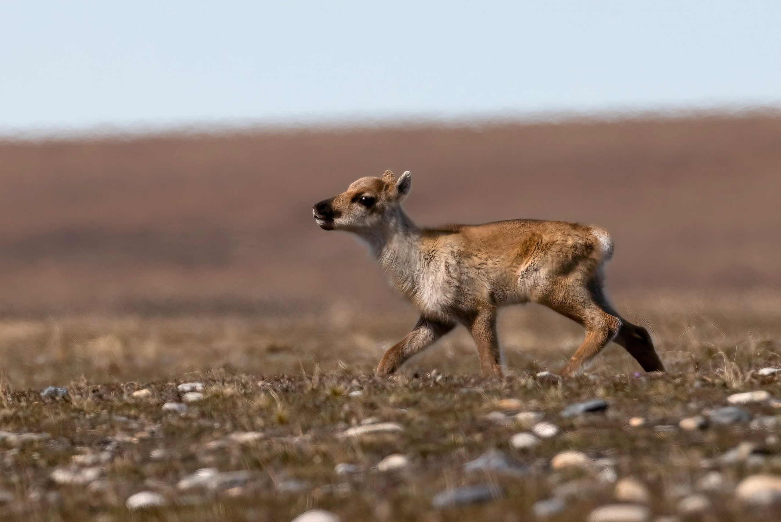 Chasing Answers in the Arctic:  Researching the Effects of Climate Change on the Porcupine Caribou Herd