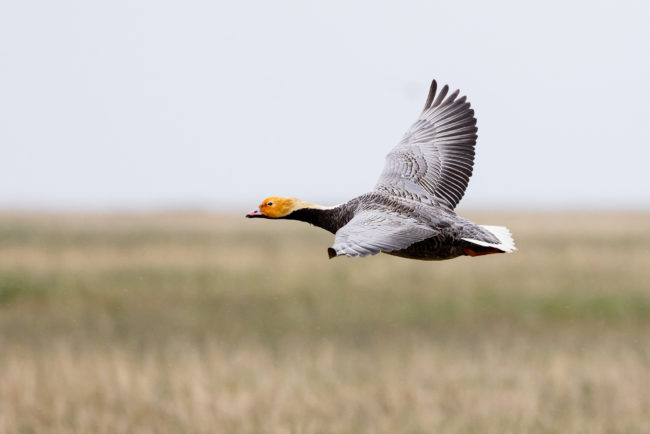 An emperor goose in flight An emperor goose in flight over the wetlands of Kigigak Island, Yukon Delta National Wildlife Refuge.